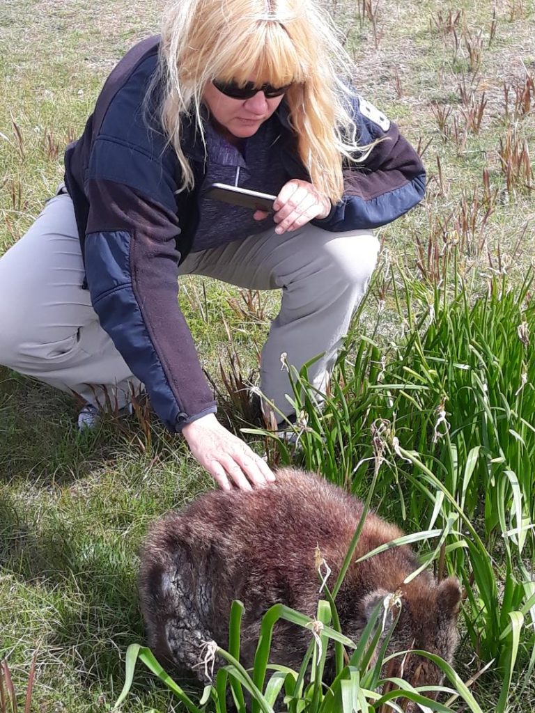 Anna petting a manged wombat